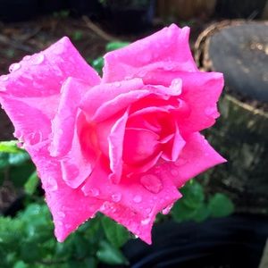 Meet your Posher, Rolanda